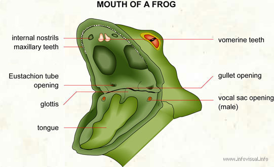 Parts Of A Frog S Mouth 110