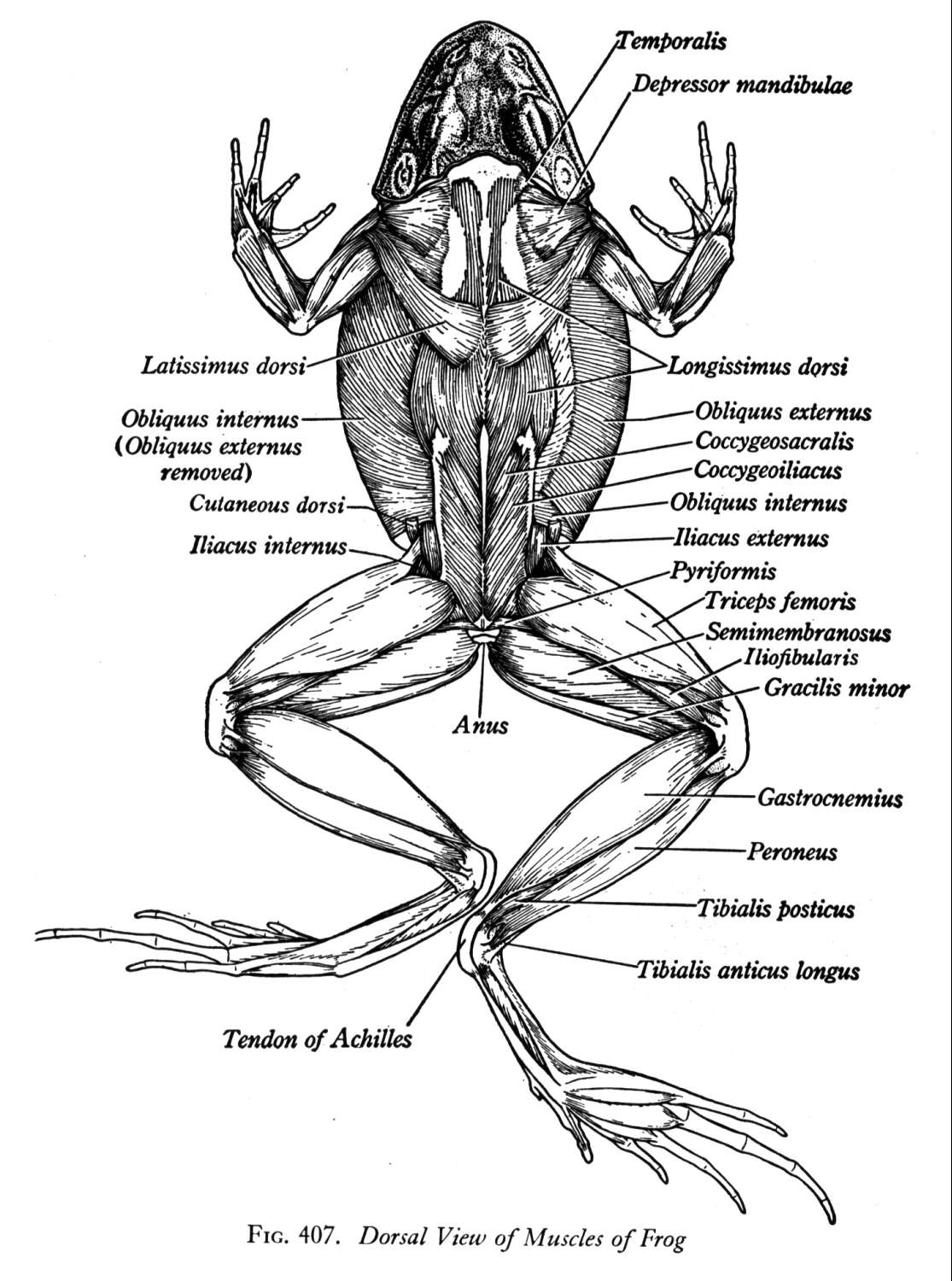Muscular System Of A Frog 113