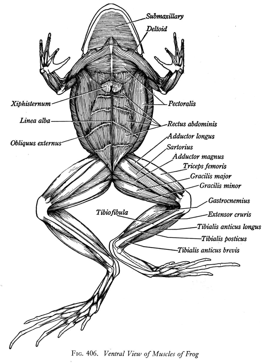 Muscular System Of A Frog 68