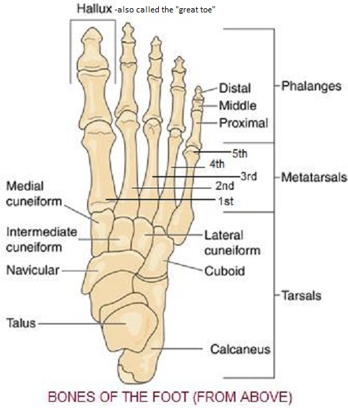 Labeled Picture Of The Human Foot 11