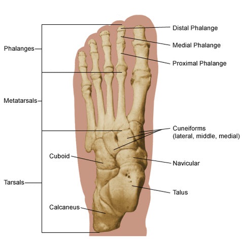 Labeled Picture Of The Human Foot 80