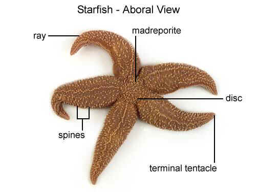 Starfish Dissection