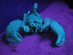 A scorpion under a blacklight.  In normal lighting this scorpion appears black.