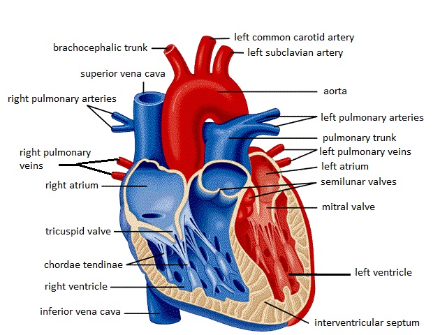 Labeled Heart Diagram