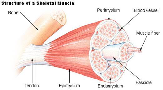 Diagram Skeletal Muscle 80