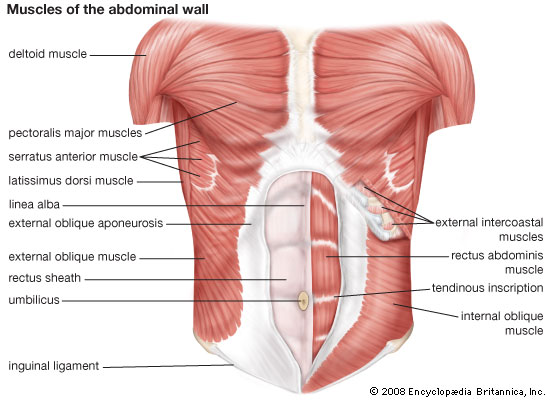 abdominal muscle | Description, Functions, & Facts | Britannica
