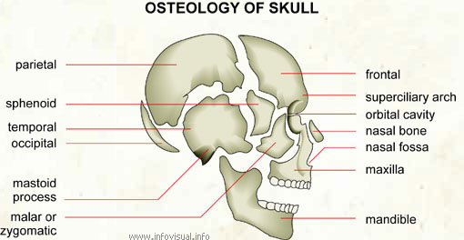 Osteology of skull