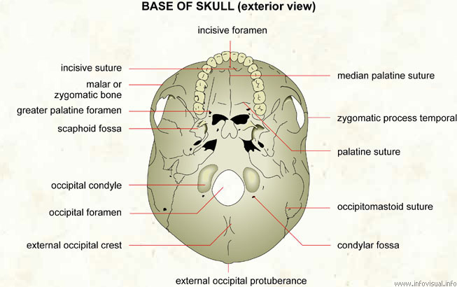 Base of skull (exterior view)
