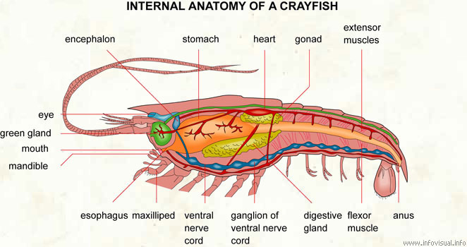 Image result for crayfish internal anatomy diagram