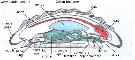 Image result for chiton anatomy