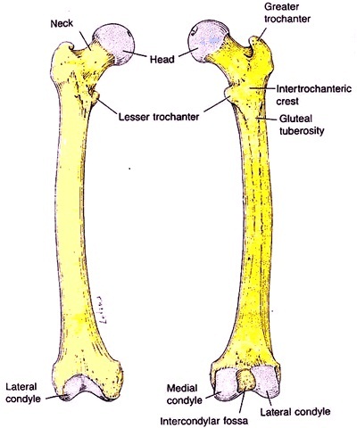 Blank Long Bone Diagram Human Anatomy