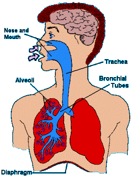 Respiratory Structures