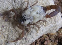 Compsobuthus werneri female with young