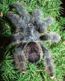 Avicularia metallica, immature female