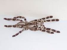 Sub-adult Female Poecilotheria regalis