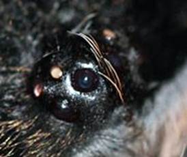 closeup of a tarantula's eye