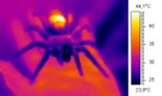Thermal image of a cold-blooded tarantula on a warm-blooded human hand