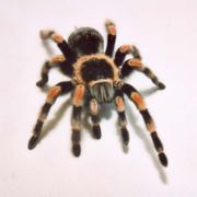 Adult Mexican redknee