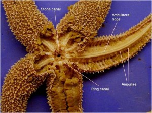 starfish diagram bivium