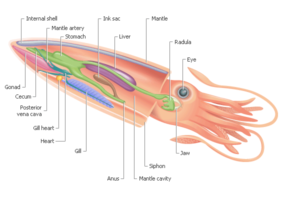 Image result for squid anatomy