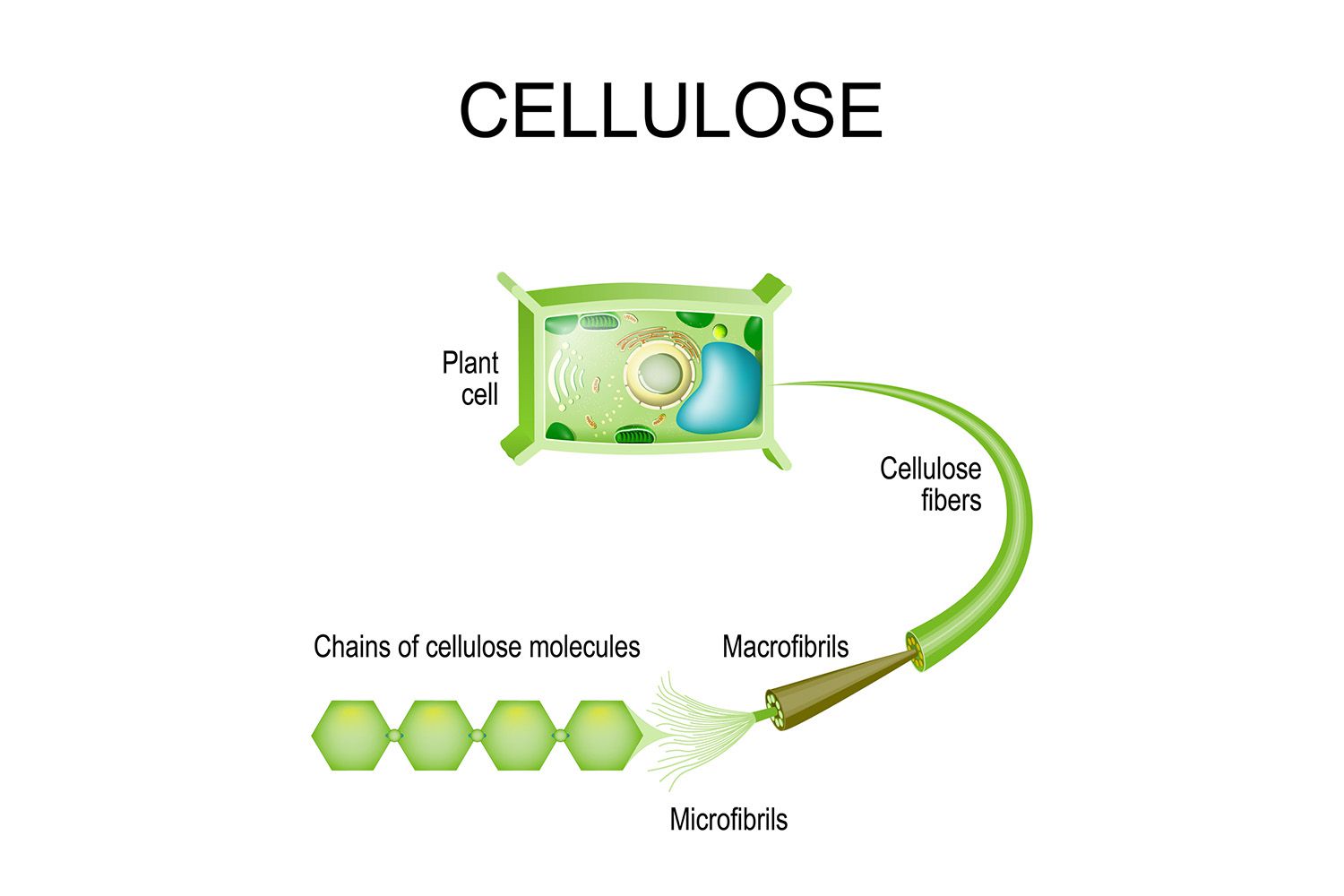 What Is Cellulose? Facts and Functions