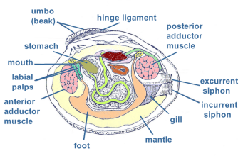 Image result for clam anatomy