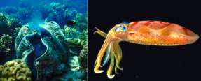 2 photos--a giant clam anchored to rocks and a swimming cuttlefish