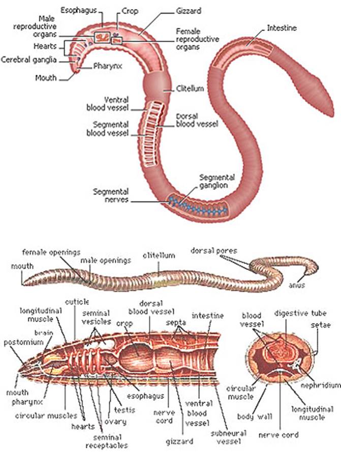 Leeches - Phylum Digestive System