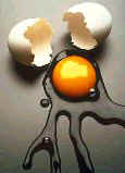 photo of a broken chicken egg--an example of an amniote egg