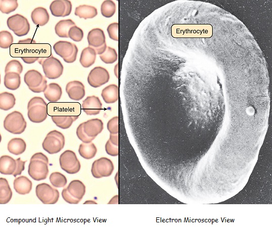 human white blood cells under microscope