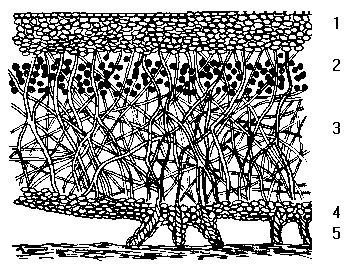 lichen diagram