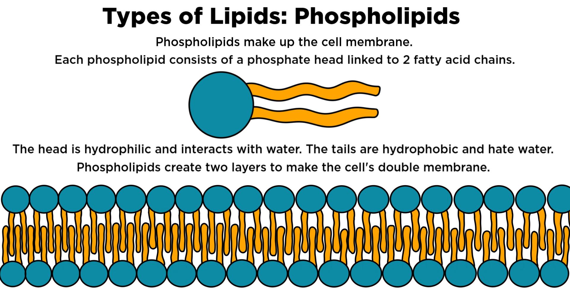 Phospholipid — Structure &amp; Function - Expii