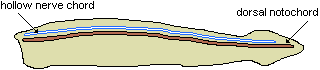 drawing of a lancelet illistrating the hollow nerve chord and the notochord