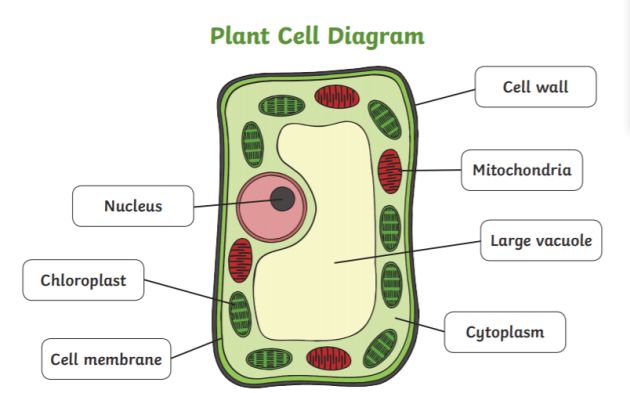 What is Chloroplast? | Definition, Structure, and Function