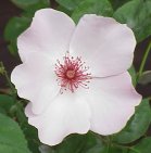 photo of a rose flower in bloom