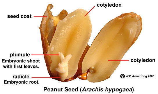 Image result for peanut anatomy