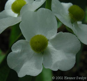 Sagittaria latifolia