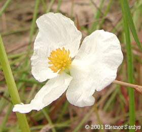 Sagittaria latifolia