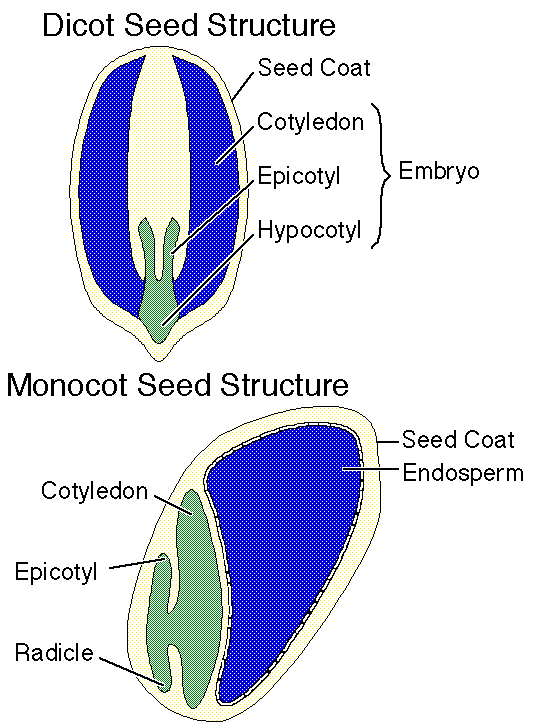 Image result for seed anatomy