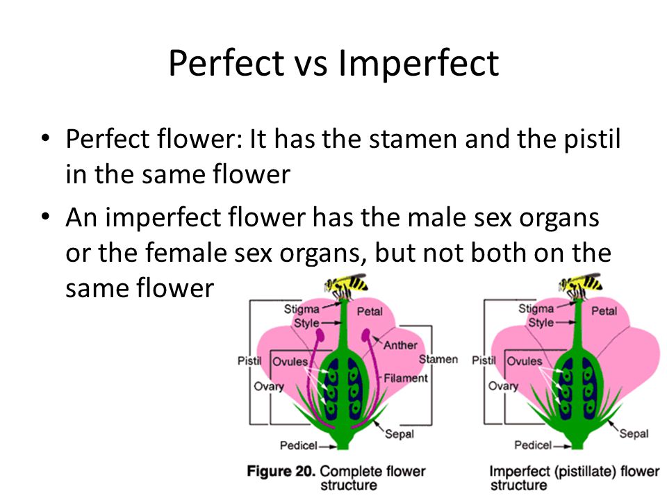 Complete Incomplete Perfect Imperfect Flowers