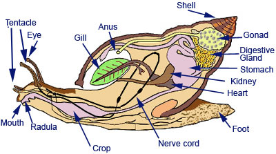 Image result for snail anatomy