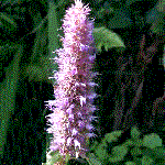 Agastache foeniculum, example of a spike inflorescence shape