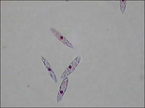 Bio. Sci. 4 Microscopic Images