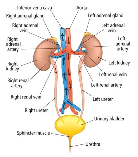 Image result for urinary system of human and nephron | Human body anatomy,  Medical terminology flash cards, Human anatomy and physiology