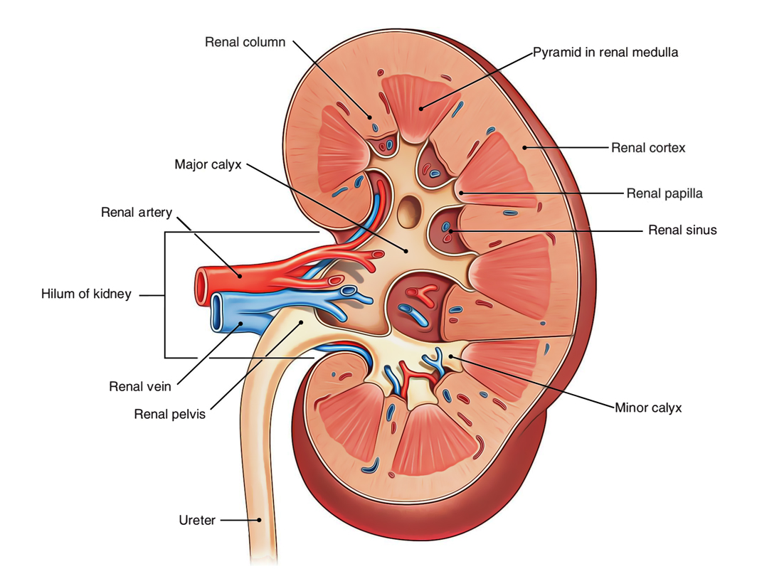 Easy Notes On 【Kidneys】Learn in Just 4 Minutes!  Earth's Lab