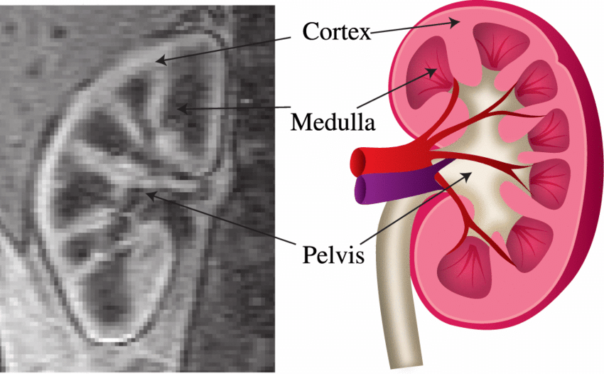 The human kidney with anatomical compartments cortex, medulla and... |  Download Scientific Diagram