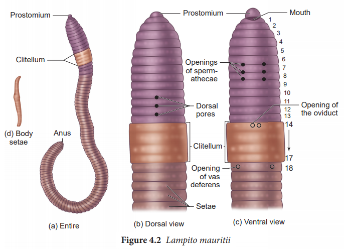 internal anatomy of an earthworm