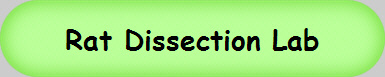 Rat Dissection Lab