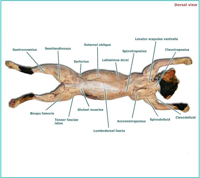 Cat muscles -my copy Flashcards | Chegg.com