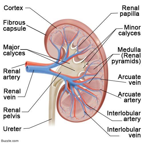 Pin on Kidney Diagram Anatomy
